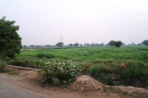 Farrukhnagar - farm